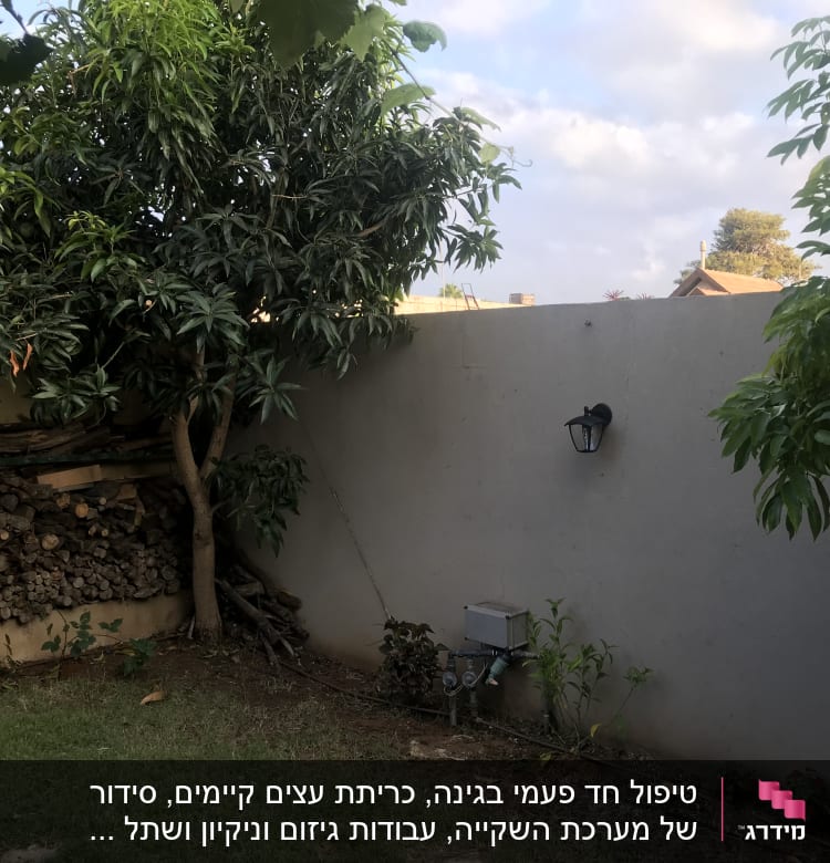 עץ גדול ליד קיר עם ערימת עצים לגינון